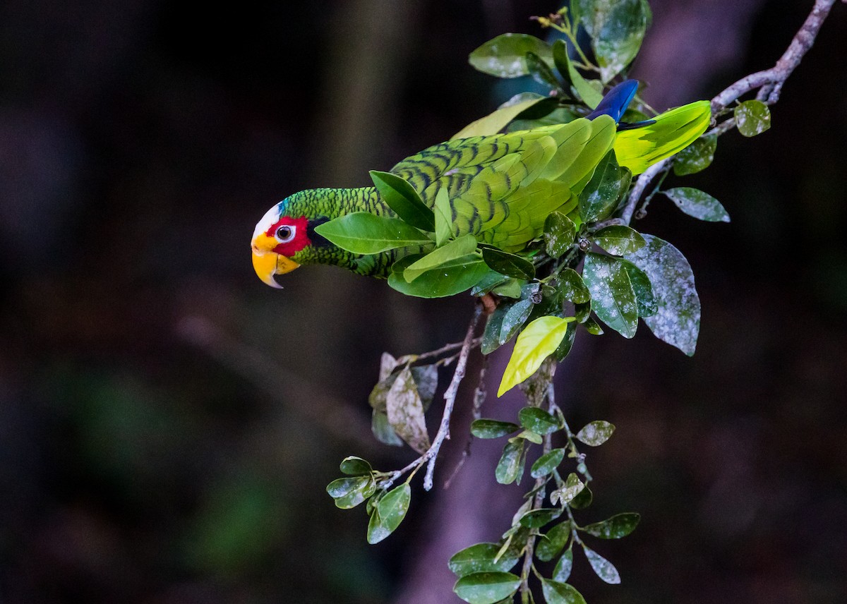 Yellow-lored Parrot - ML102883961