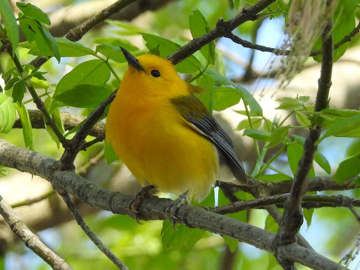 Prothonotary Warbler - ML102884221