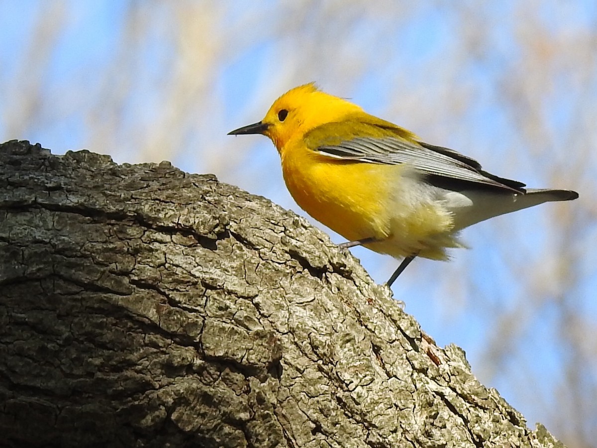 Prothonotary Warbler - ML102884231