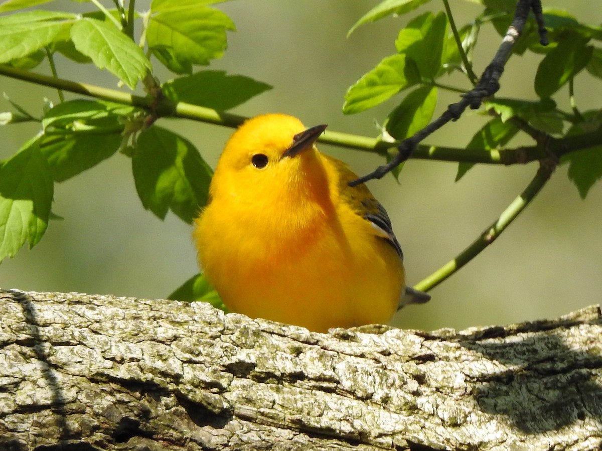 Prothonotary Warbler - ML102884241