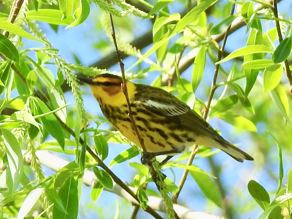 Cape May Warbler - ML102884311