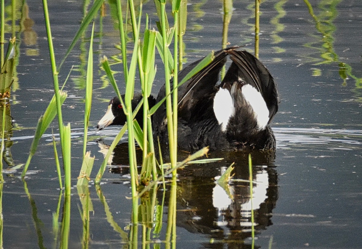 American Coot (Red-shielded) - ML102885061