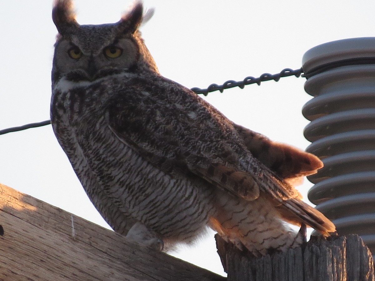 Great Horned Owl - ML102886761