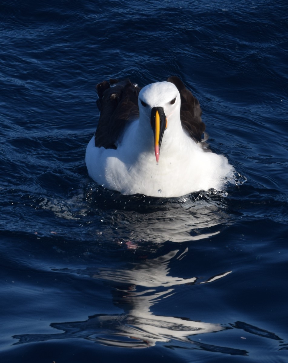 Indian Yellow-nosed Albatross - Brian Deans