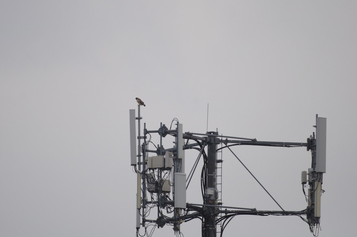 Red-tailed Hawk (abieticola) - ML102896611