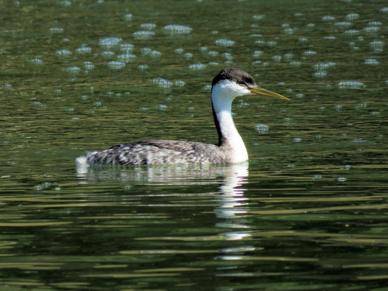 Western Grebe - Dean Newhouse