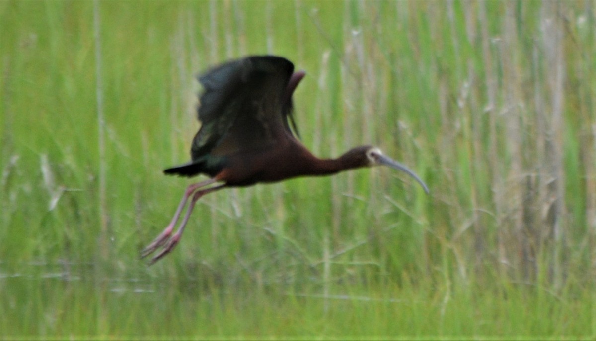 ibis americký - ML102897541