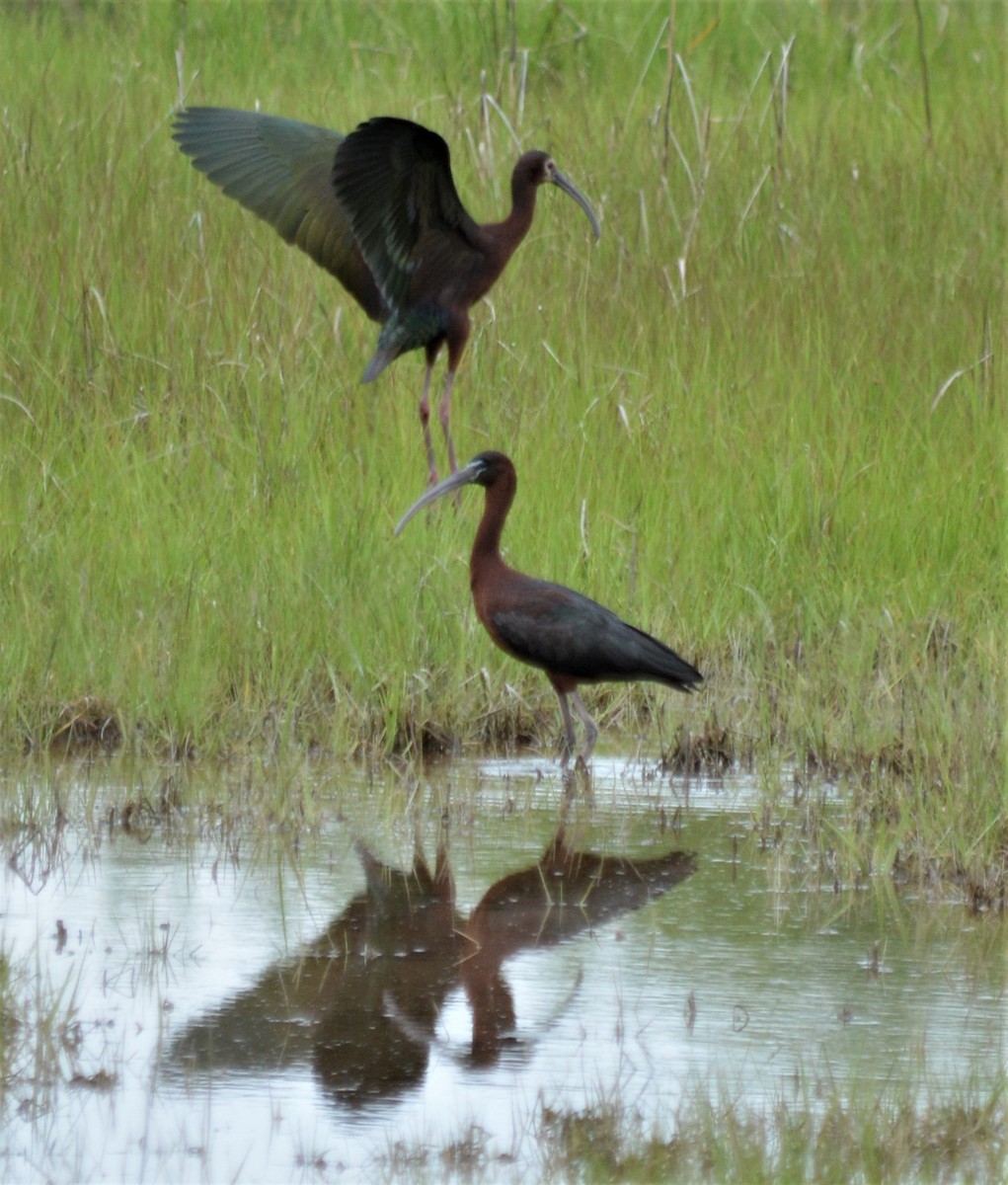 ibis americký - ML102897561