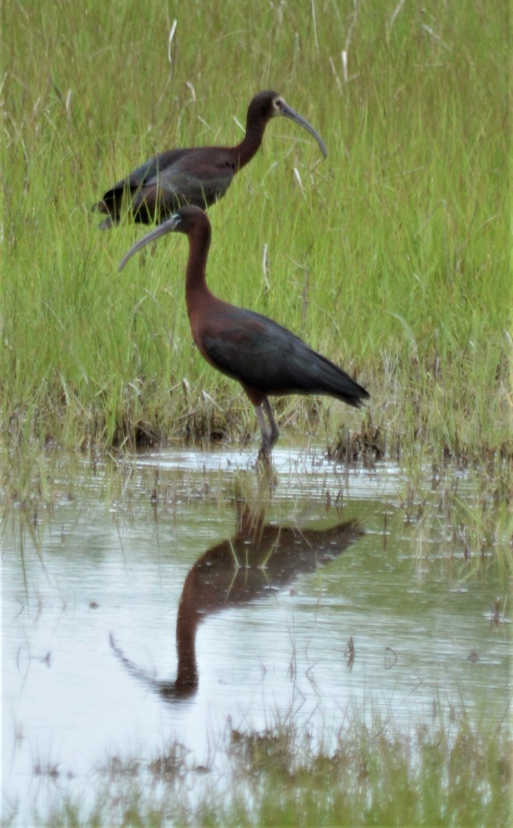 ibis americký - ML102897591