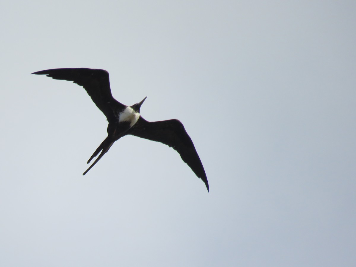 Magnificent Frigatebird - robert wellens
