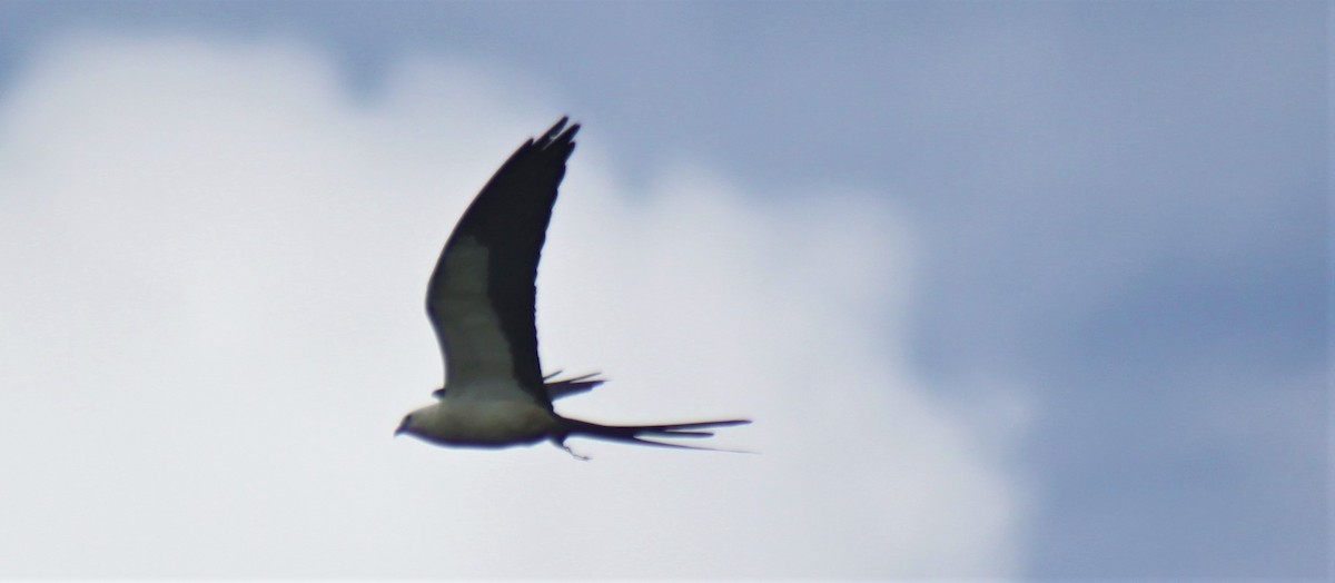 Swallow-tailed Kite - ML102902411