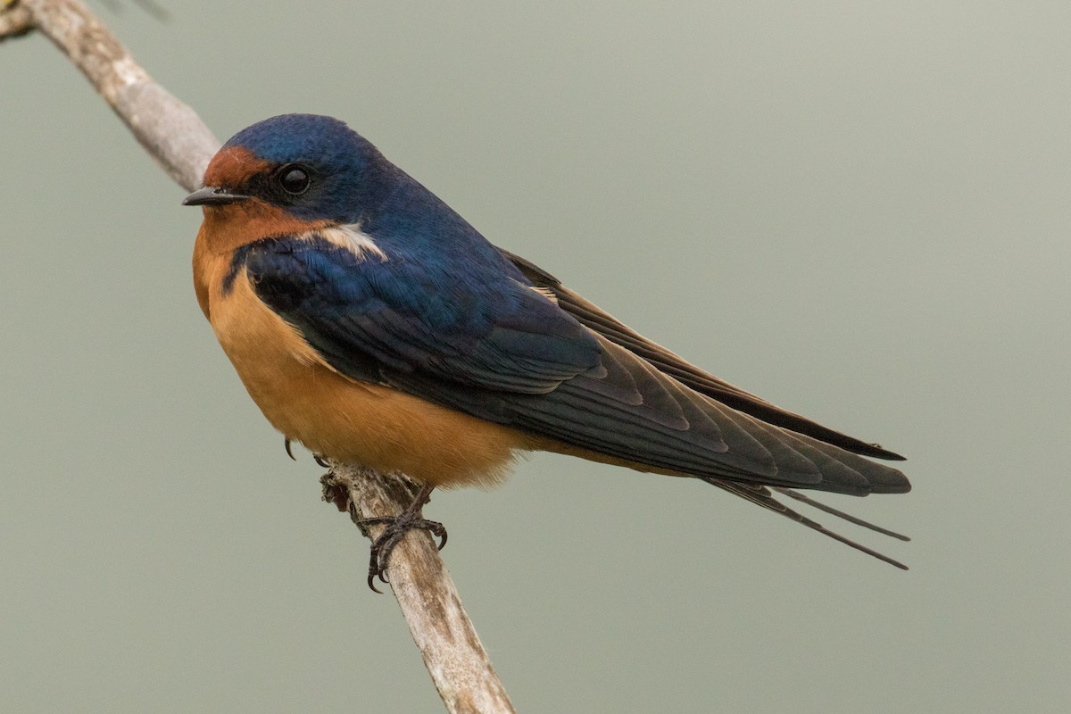 Barn Swallow - John Reynolds