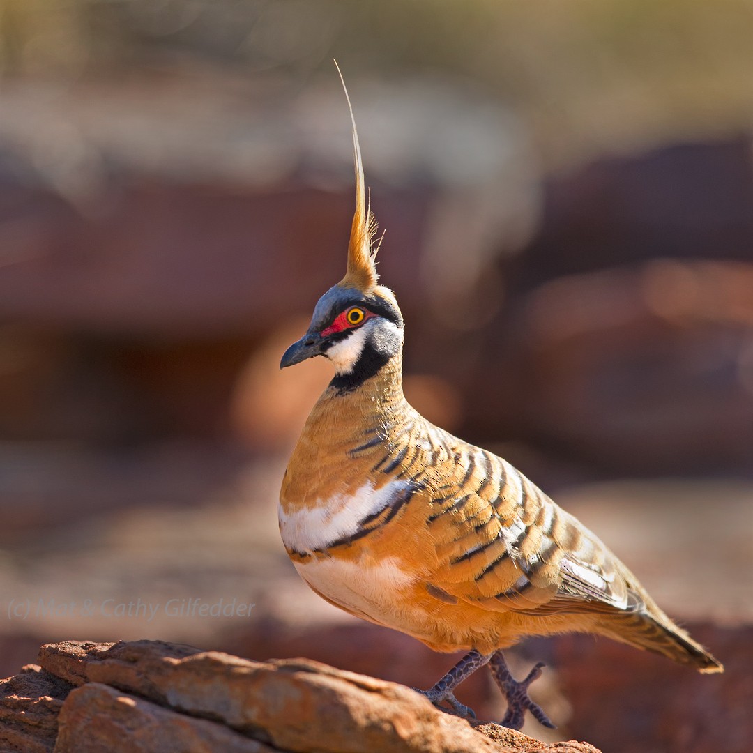 Spinifex Pigeon - ML102910961