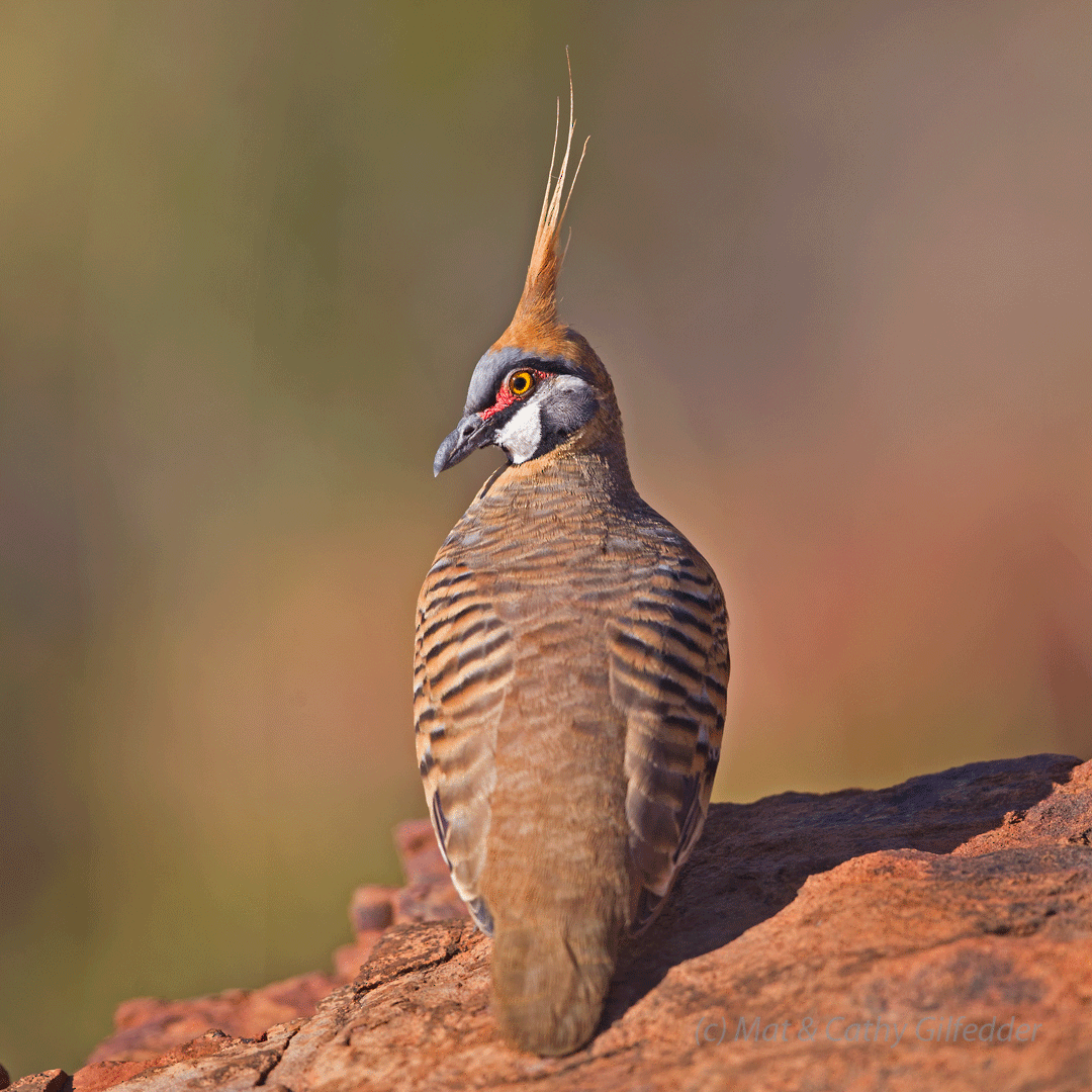 Spinifex Pigeon - ML102910971
