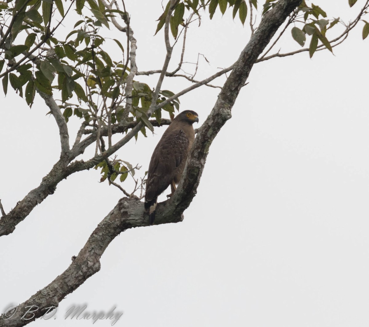 Crested Serpent-Eagle - ML102914711