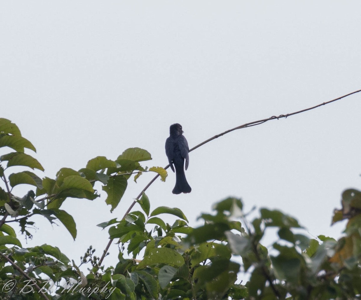 Square-tailed Drongo-Cuckoo - ML102914751