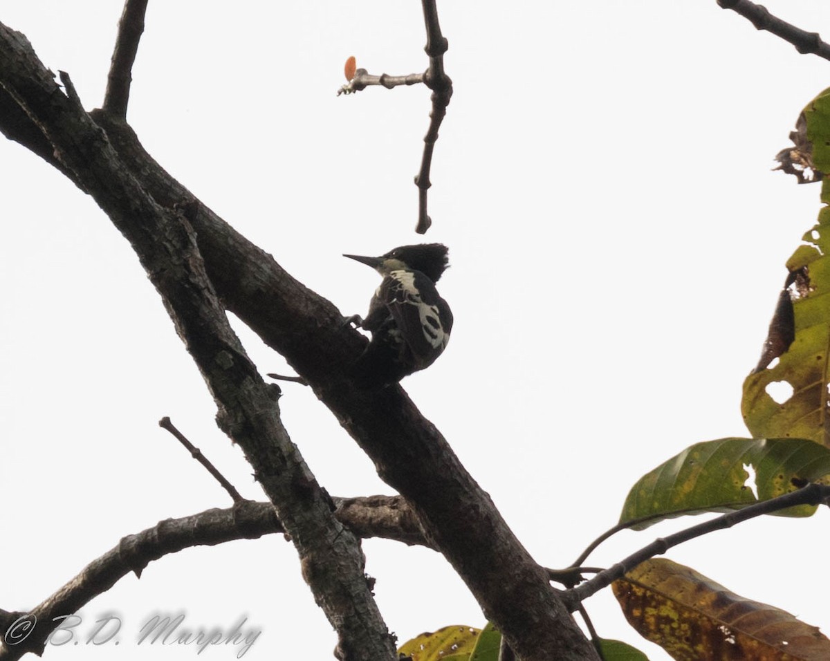 Heart-spotted Woodpecker - ML102914841