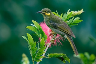  - Eastern Wattled-Honeyeater