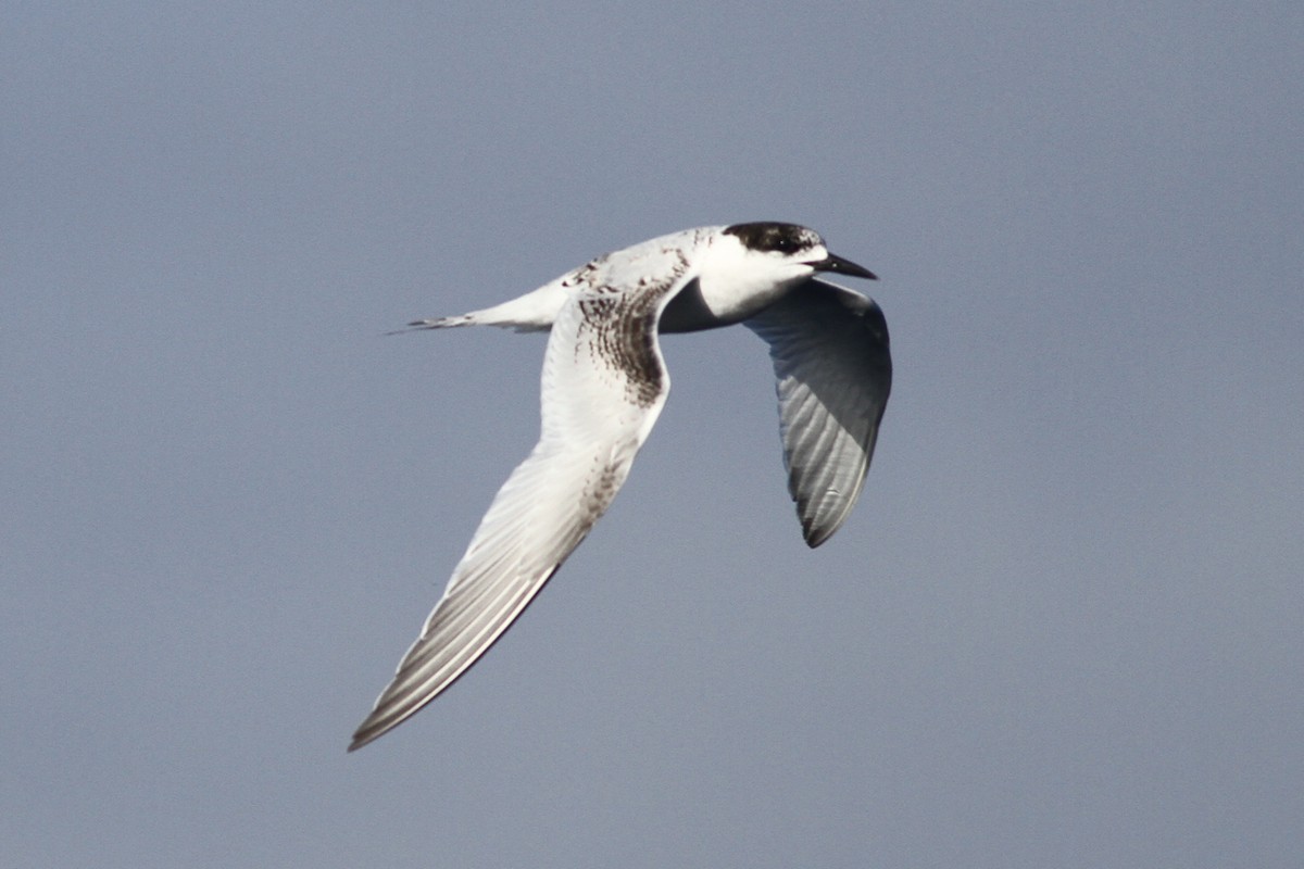 White-fronted Tern - ML102915751