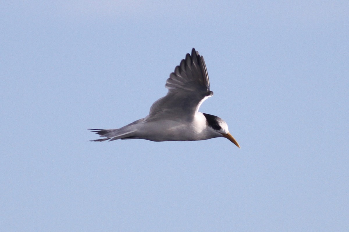 Great Crested Tern - ML102915811