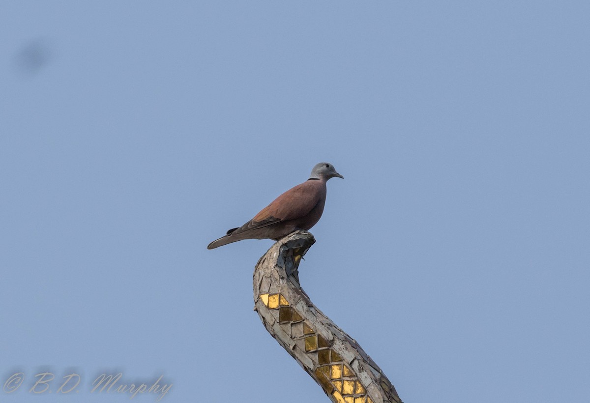 Red Collared-Dove - ML102917391