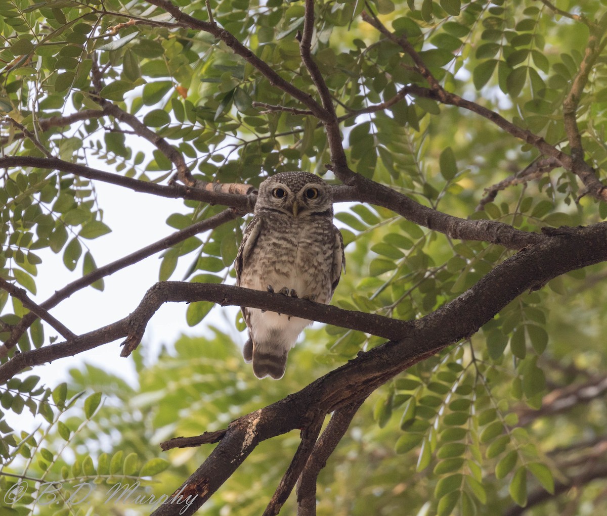 Spotted Owlet - ML102917441