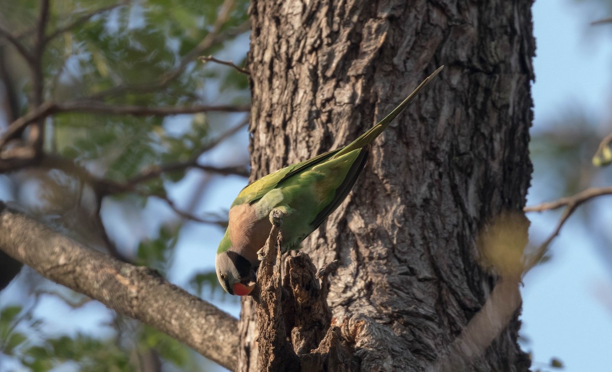 Red-breasted Parakeet - ML102917511