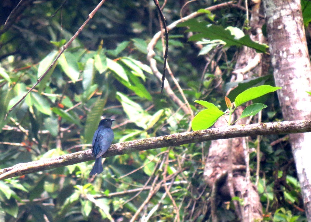 Square-tailed Drongo-Cuckoo - Mark Smiles