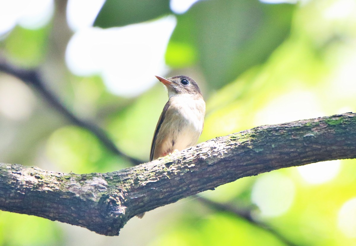 Brown-breasted Flycatcher - ML102919051