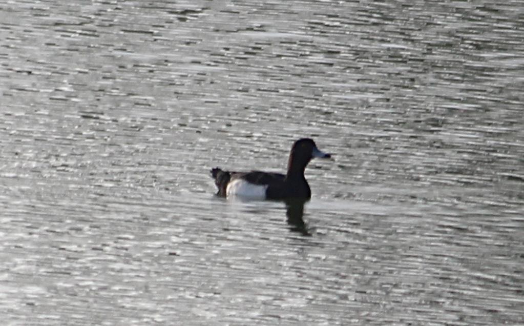 Tufted Duck - Roger Yeoh