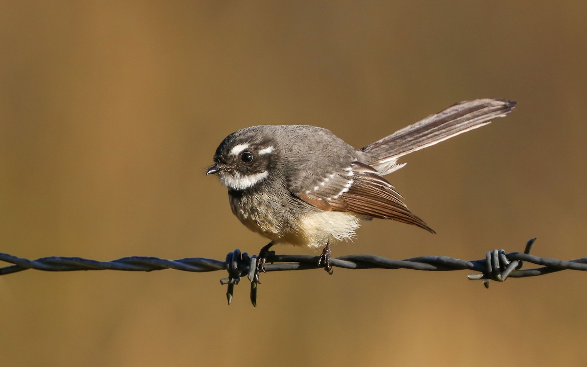 Gray Fantail - Ged Tranter