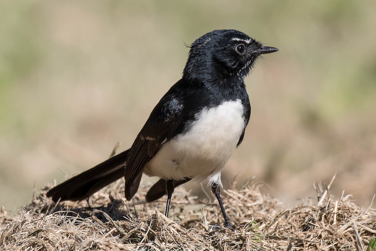 Willie-wagtail - ML102921761