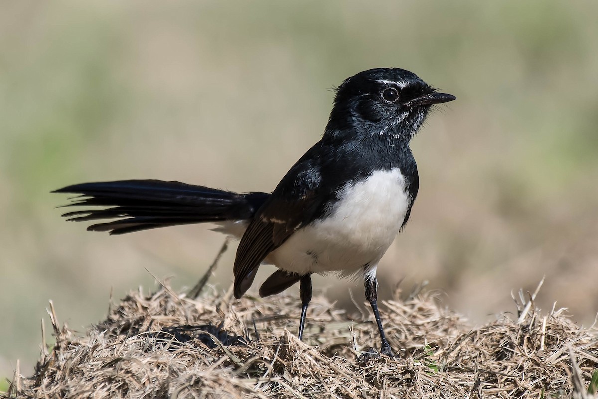 Willie-wagtail - ML102921771
