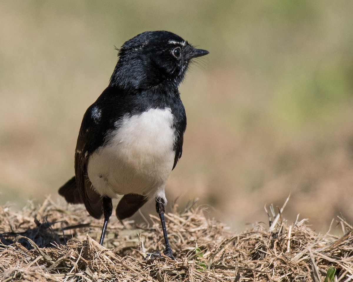 Willie-wagtail - ML102921781
