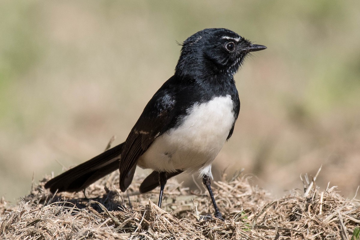 Willie-wagtail - ML102921791