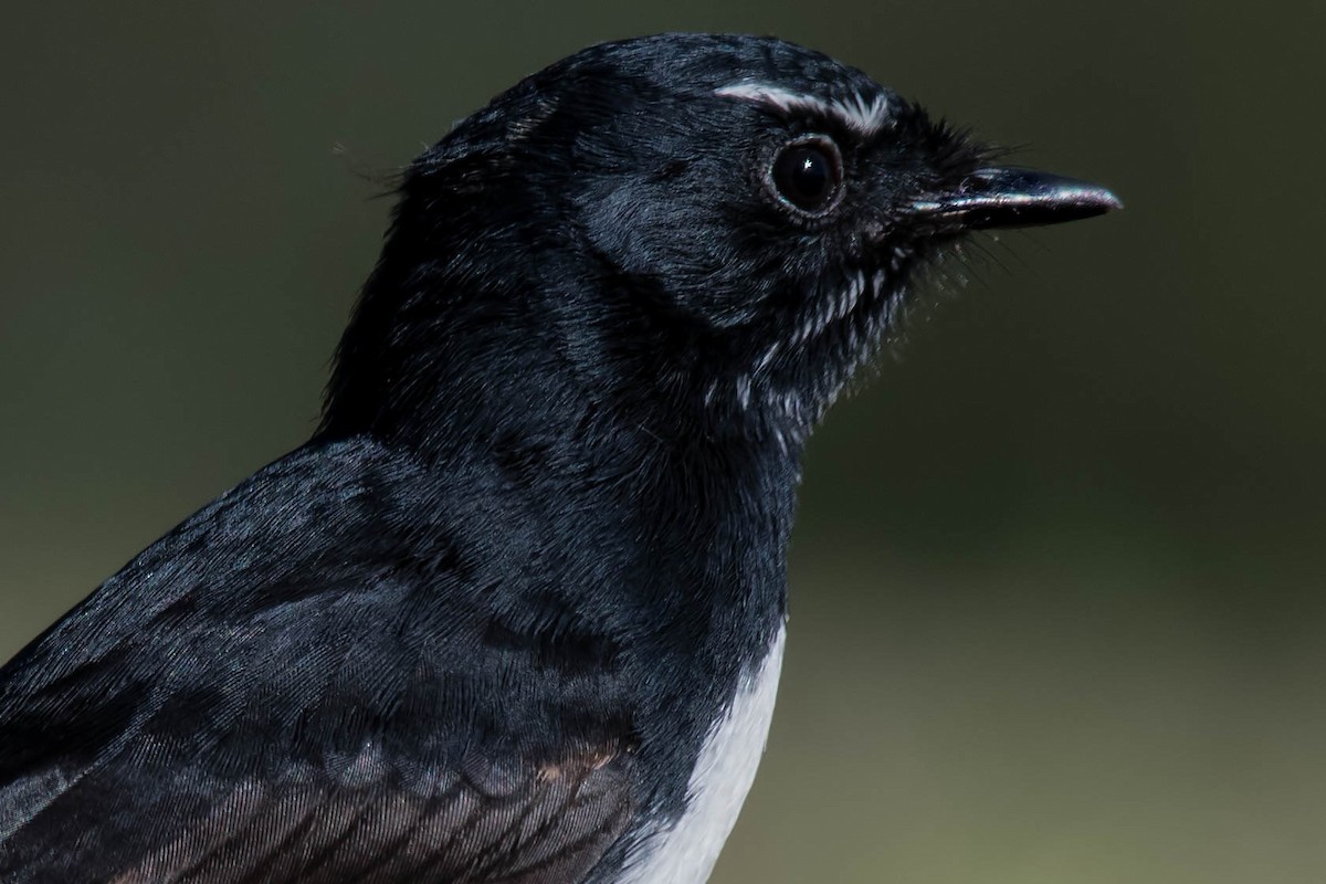 Willie-wagtail - ML102921811