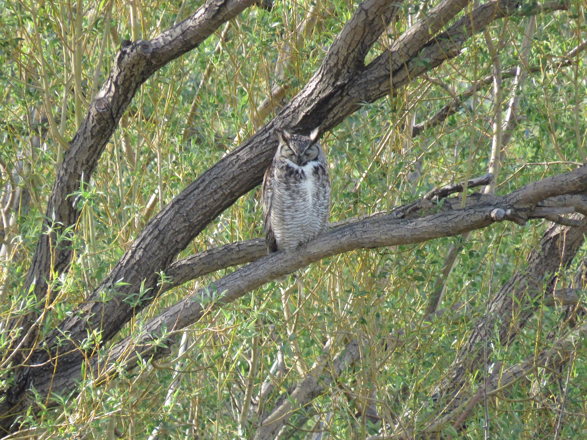 Great Horned Owl - Robin Wolcott