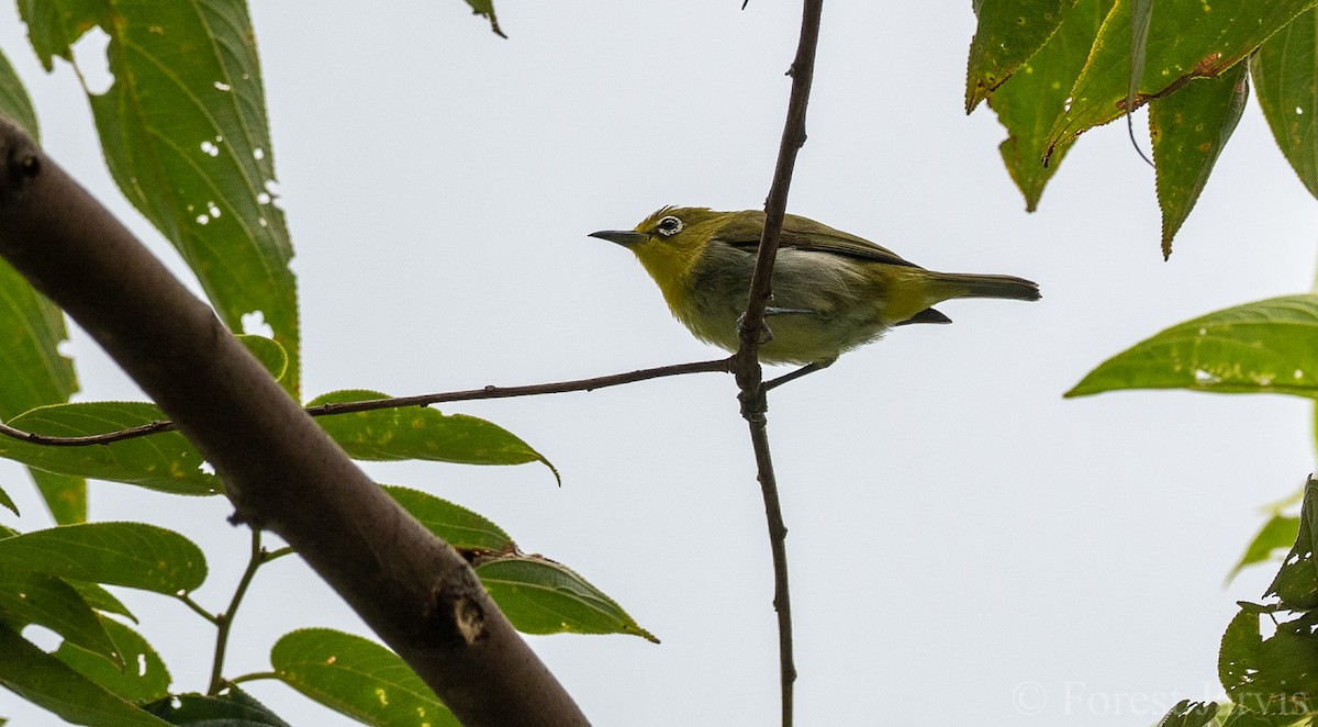 Warbling White-eye - Forest Botial-Jarvis