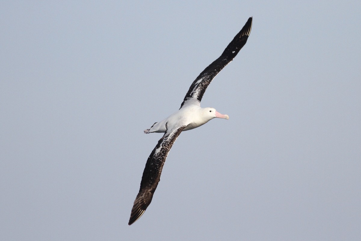 Antipodean Albatross (gibsoni) - ML102926351