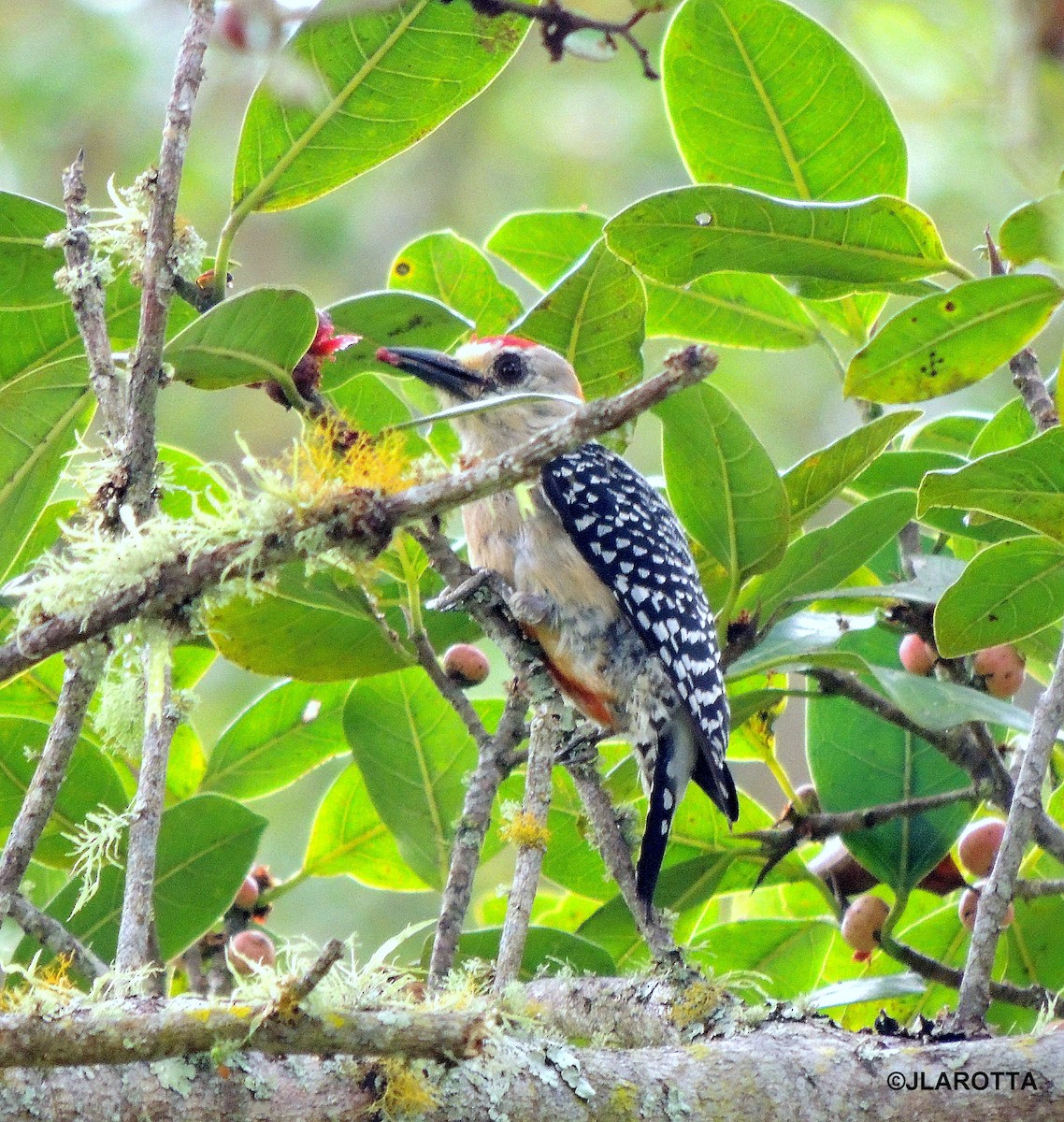 Red-crowned Woodpecker - Jorge La Rotta