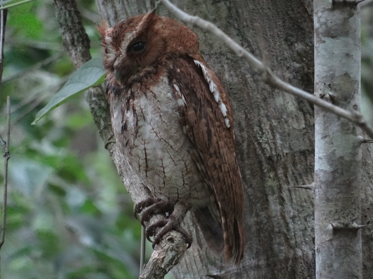 Middle American Screech-Owl (Middle American) - ML102930721