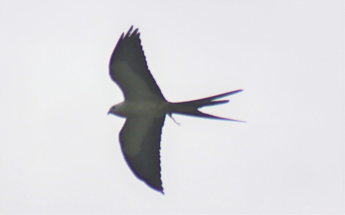 Swallow-tailed Kite - ML102931691
