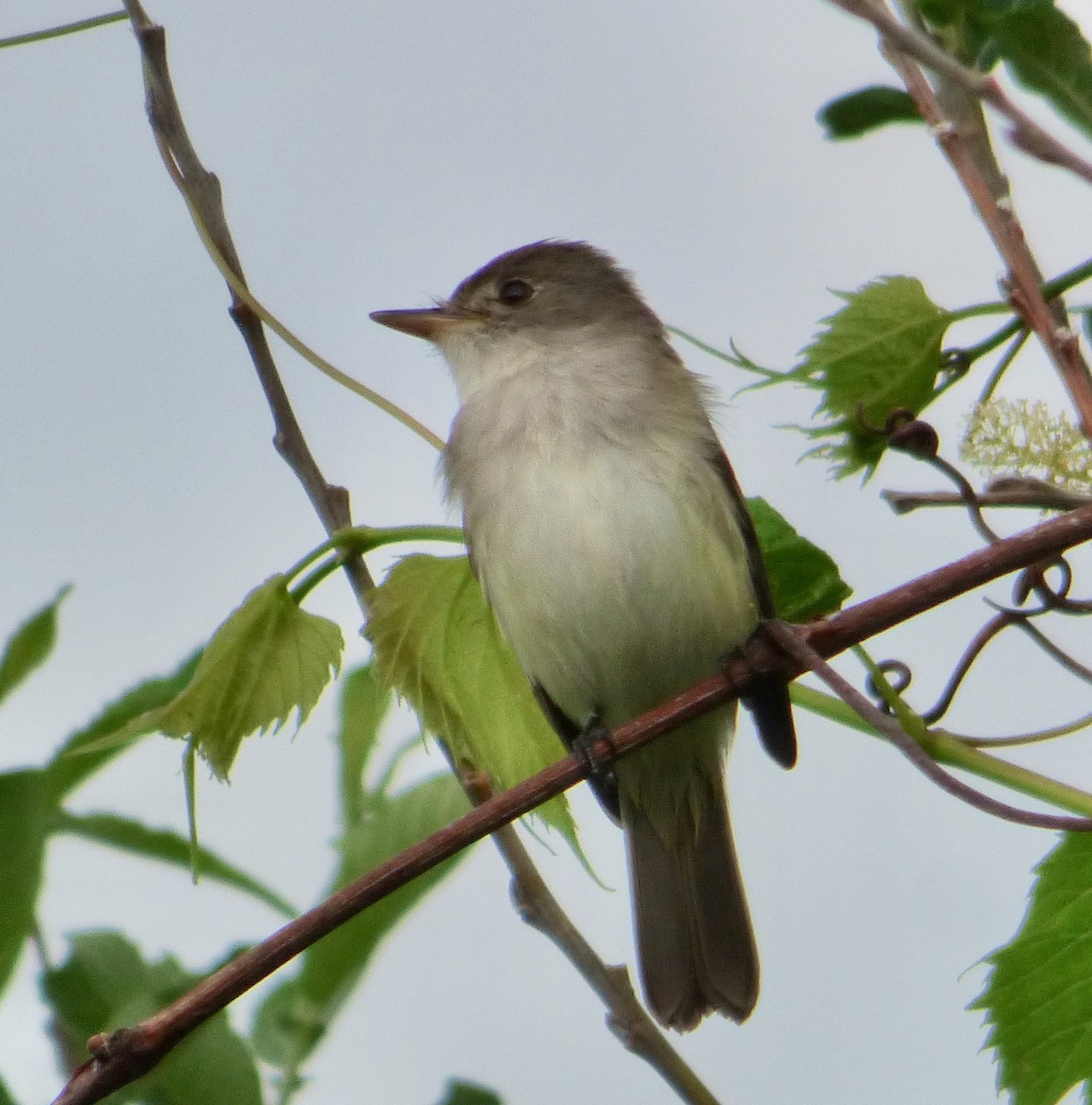 Willow Flycatcher - Mary  McMahon