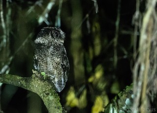  - Everett's Scops-Owl