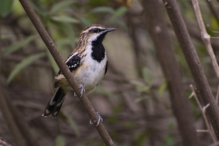  - Stripe-backed Antbird