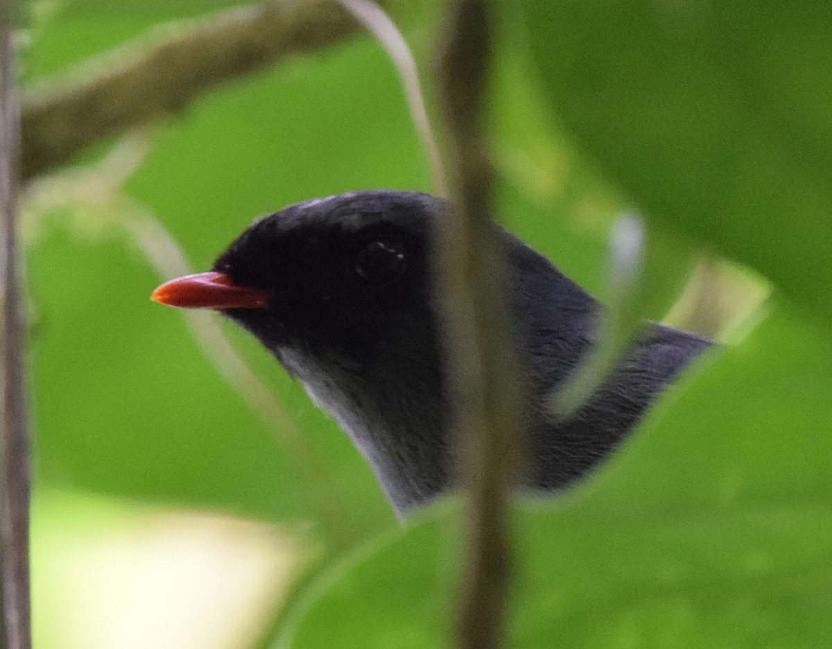 Black-faced Solitaire - A Emmerson