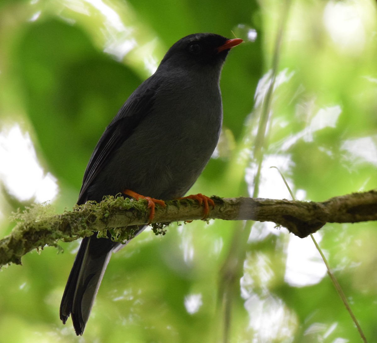 Black-faced Solitaire - ML102938391