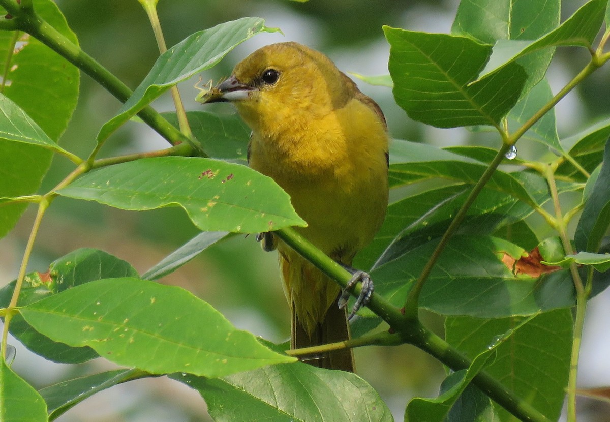 Orchard Oriole - michele ramsey