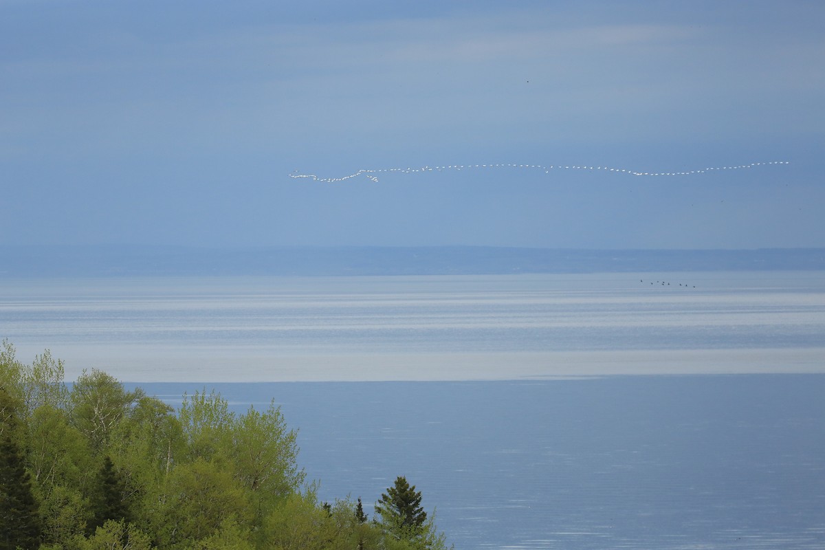 eBird Checklist 28 May 2018 Observatoire d'oiseaux de Tadoussac