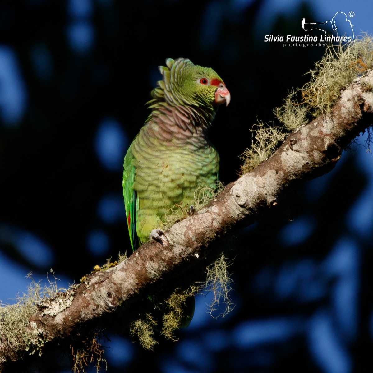Vinaceous-breasted Parrot - ML102941431